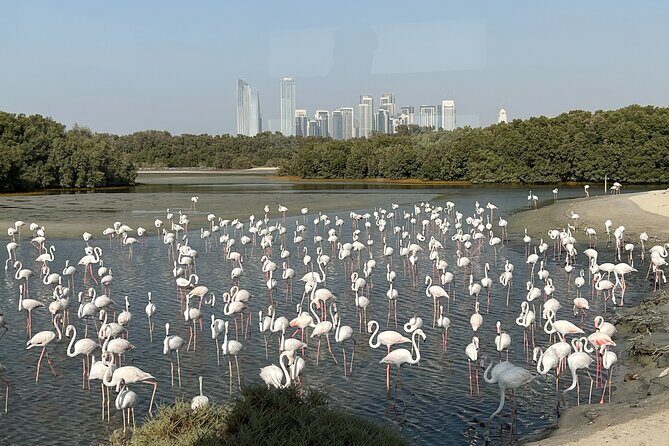 Private Morning Desert Safari with Camel Ride Falcon Photos - Flamingos at Ras Al Khor: 500+ birds and calm viewing
