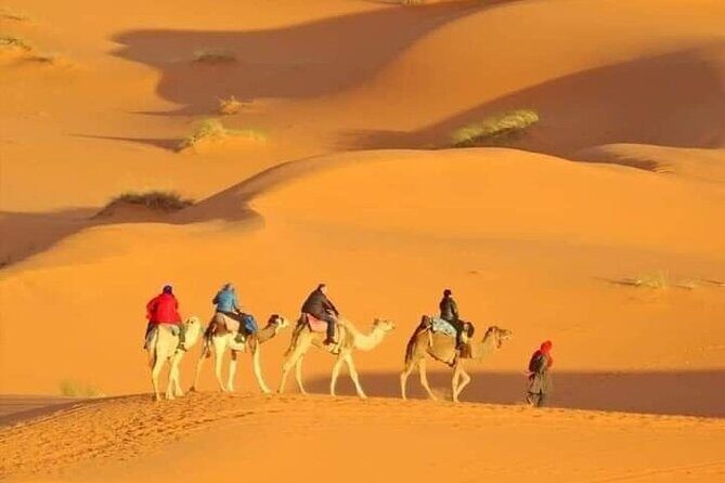 Private Morning Desert Safari with Camel Ride Falcon Photos - Who this desert-and-flamingo safari fits best