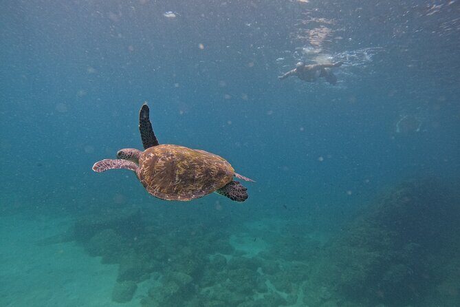 Private Snorkeling with turtles with BBQ food - Key things to know before you go