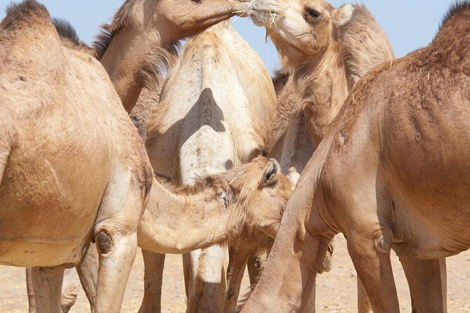 Private Tour : Al Ain City Sightseeing with Lunch from Dubai - Al Jahili Fort: a 19th-century shield for palm groves