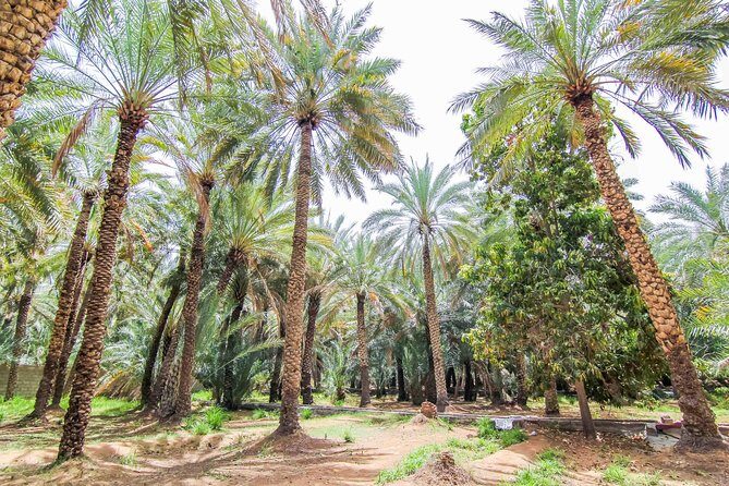 Private Tour : Al Ain City Sightseeing with Lunch from Dubai - Camel Market: how to enjoy the trading scene without feeling rushed