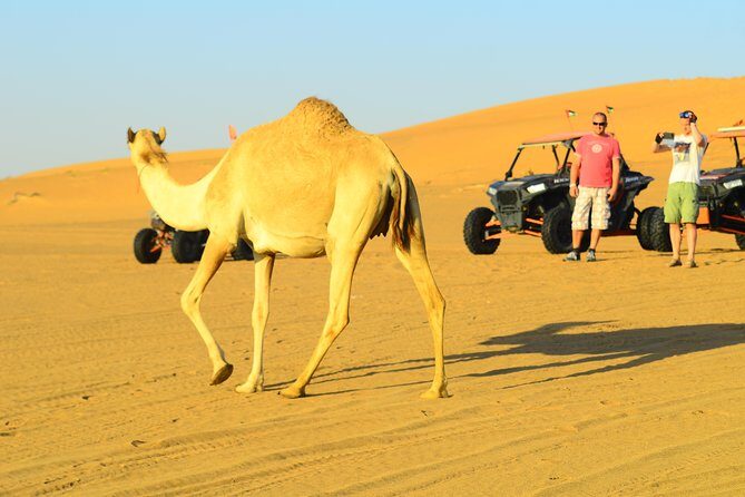 Ras Al Khaimah: Afternoon Desert Safari and BBQ Dinner - Who This Desert Safari Fits Best (and Who Should Skip It)