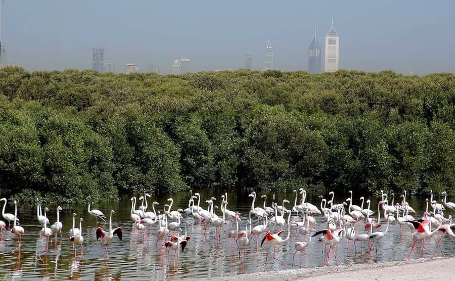 Ras Al Khor Wildlife Sanctuary with Dubai City Tour - Key highlights to look forward to