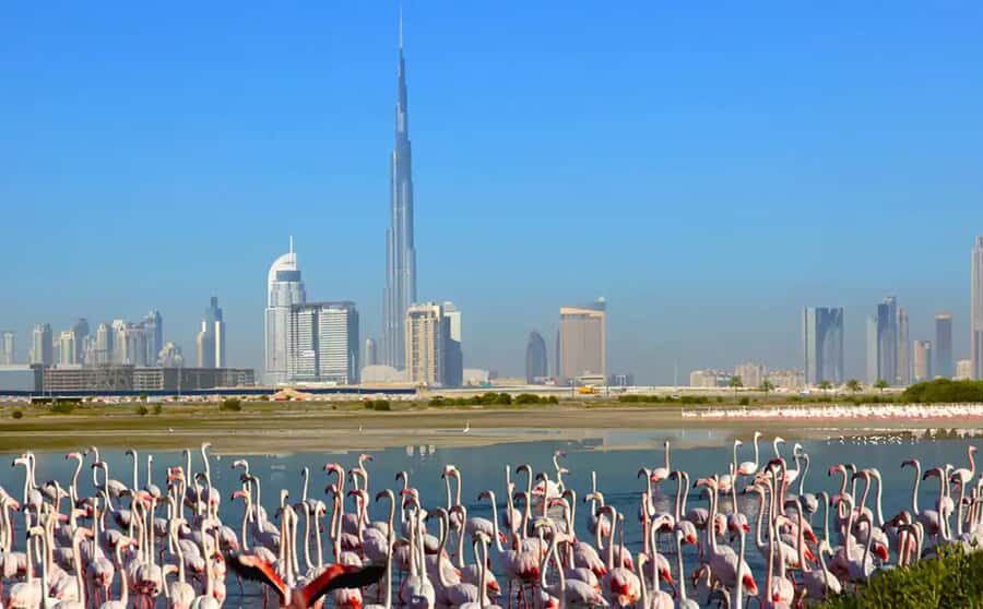 Ras Al Khor Wildlife Sanctuary with Dubai City Tour - The value: a private half-day that blends nature and landmarks