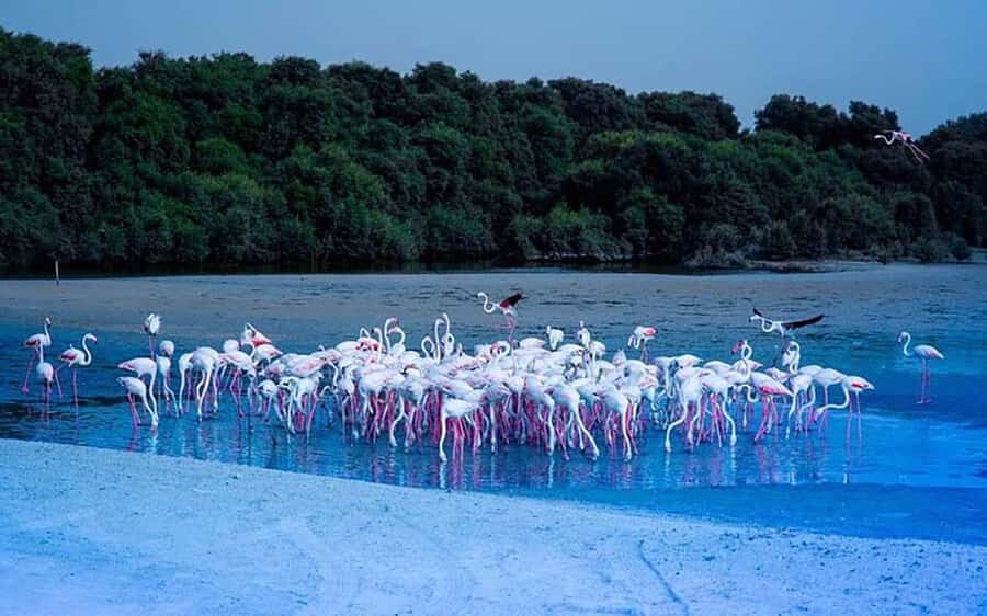 Ras Al Khor Wildlife Sanctuary with Dubai City Tour - Photo stops vs. real time: what to expect at each stage