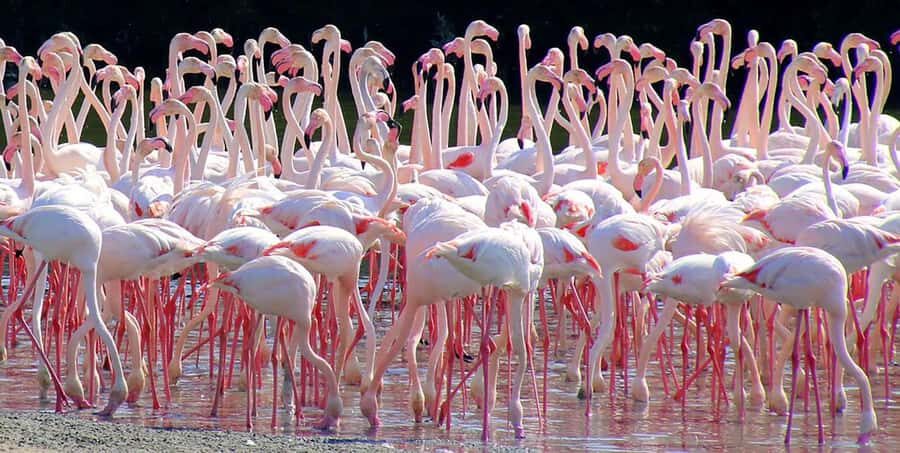 Ras Al Khor Wildlife Sanctuary with Dubai City Tour - Who this tour suits best