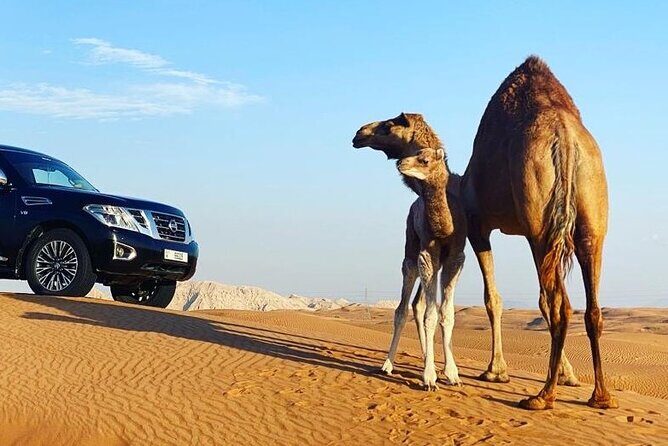 Red Dune Desert Safari with Dinner Quad Bike and Camel Ride - Dune bashing for 35 to 40 minutes: the real headline