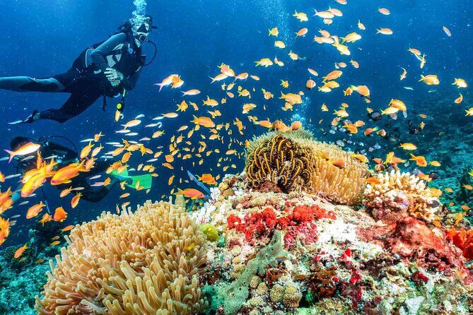 Scuba dive with sharing transfers - Try-Scuba in Dubai’s Arabian Gulf: what you’re really buying