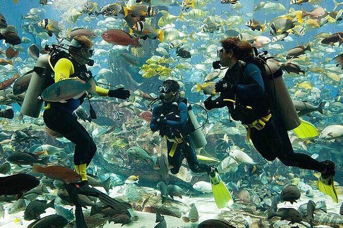 Scuba Diving at Jumeirah Dubai with Private Transfers - Key highlights at a glance
