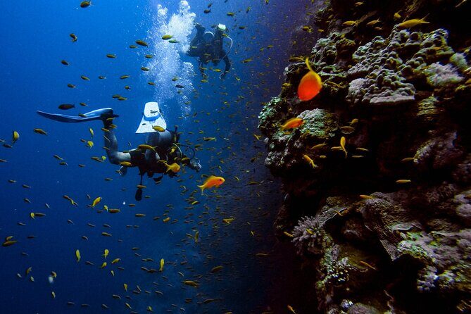 Scuba Diving at Jumeirah Dubai with Private Transfers - Why Jumeirah Beach works so well for your first underwater breath