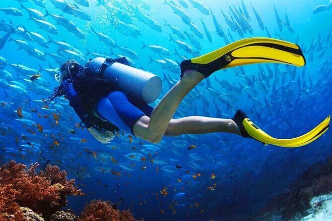 Scuba Diving at Jumeirah Dubai with Private Transfers - Price and value: what $167.49 really buys you