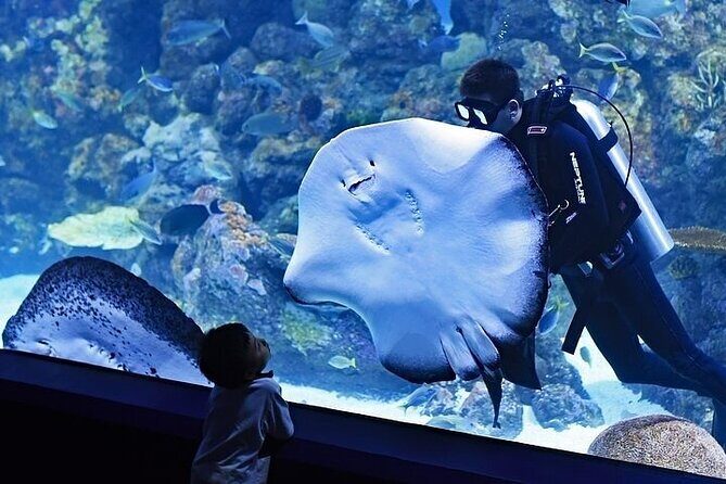 Ski Dubai Tickets with options - Dubai Aquarium and Underwater Zoo: Marine Life, With a Realistic Time Check
