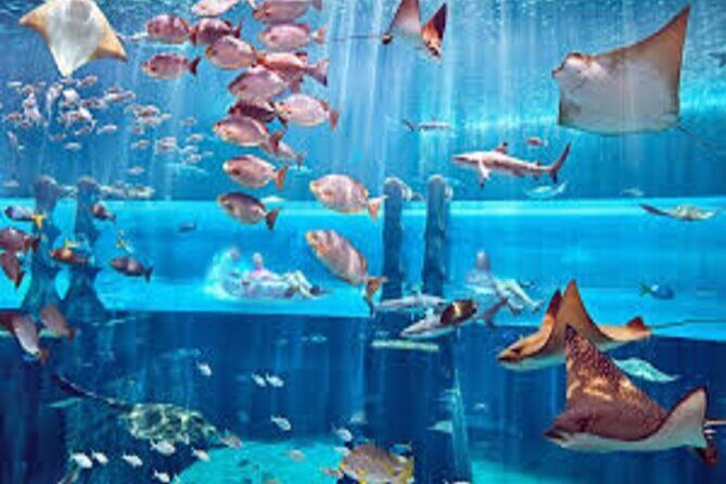 Skip The Line : Atlantis Lost Chambers Aquarium - Behind-the-scenes tour: Why it’s more than an extra label