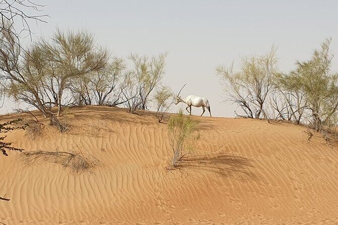 Small-Group Tour: Falcon 2—Dubai Falconry Safari - Price and value: $199.46 for a lot of hands-on time