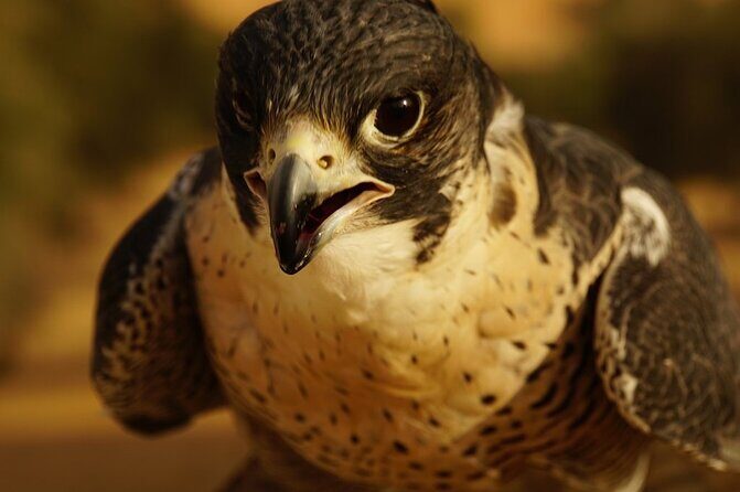 Small-Group Tour: Falcon 2—Dubai Falconry Safari - Who this Falcon 2 safari is best for