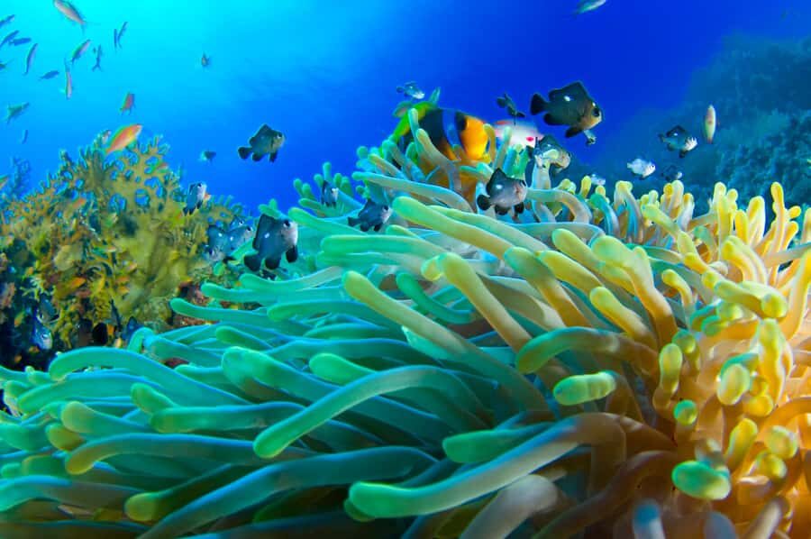 Snorkeling with Turtles: Dubai to Fujairah + Transfer & BBQ - Dubai to Fujairah: the half-day you’ll wish you’d planned sooner