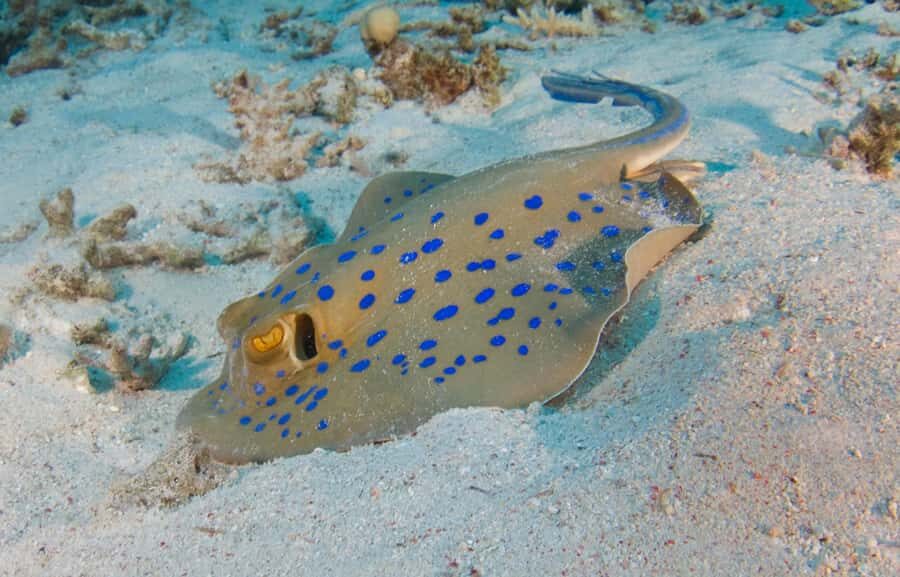 Snorkeling with Turtles: Dubai to Fujairah + Transfer & BBQ - Price and value: is $135 fair for what you’re getting?