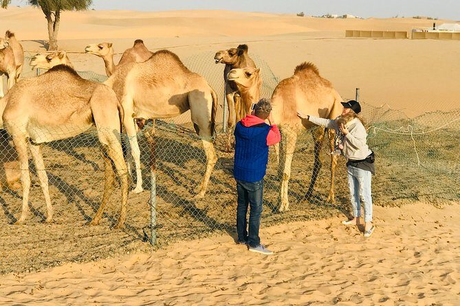 Sunrise Desert Safari with Quad bike and Sandboarding, - Sandboarding and Camel Farm Time: Variety Without the Lull