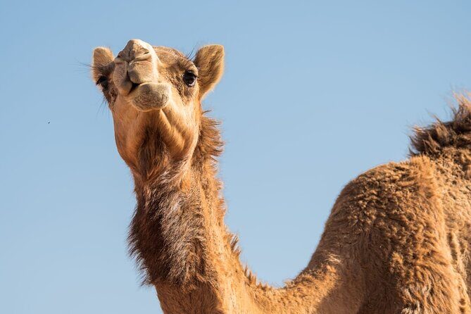 Sunrise/Morning Dune Drive with Camel Trek & Sand Surfing - The 4x4 Dune Bashing Window: The Part Everyone Remembers