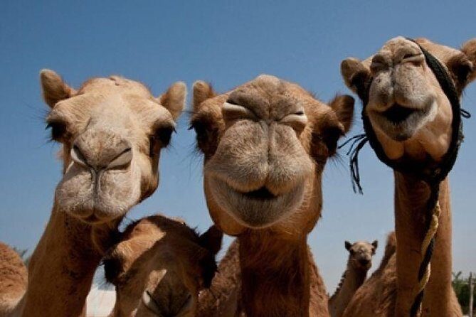 Sunset Camel Ride Including BBQ Dinner From Ras Al Khaimah - A Desert Sunset Plan That Blends Camel Time and Night Shows