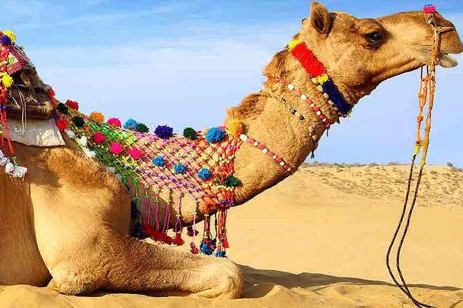 Sunset Camel Ride Including BBQ Dinner From Ras Al Khaimah - Shisha and Photo Upsells: Know What’s Included Before You Spend