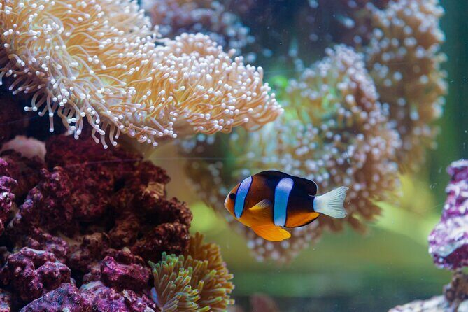 The National Aquarium Abu Dhabi Admission Tickets - Upgrades that change the view: Beyond the Glass bridge walk