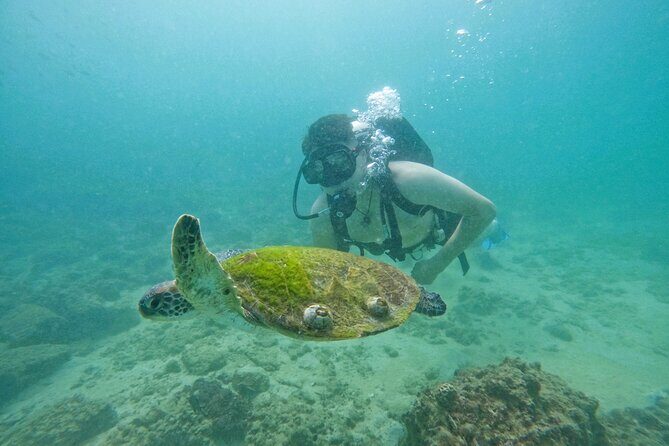 Try Scuba Diving & snorkeling with BBQ lunch & Transfer - Boat Time and Snorkeling: Relax Between Water Moments