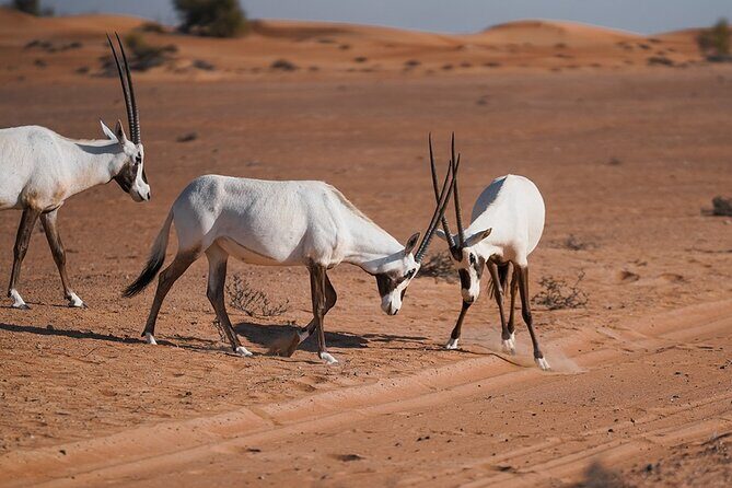 VIP Dubai Sunset Desert Safari: Camel Ride, BBQ, Unlimited Spirit - Tanoura Dance, Belly Dance (Usually), and Ramadan Changes