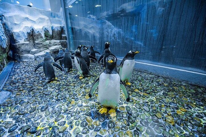 VIP Experience Dubai Aquarium & Underwater Zoo-As per Selection - Cage snorkeling and glass-bottom rides: what to verify before you arrive
