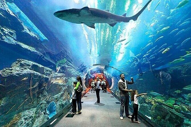 VIP Experience Dubai Aquarium & Underwater Zoo-As per Selection - When to go in your day plan: fit it into 30 to 90 minutes