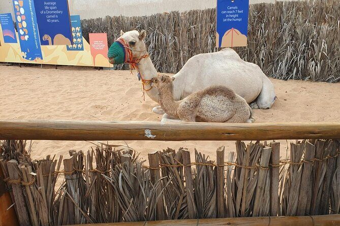 Visit Old Dubai History, Culture, Neighborhood Walking Tour - Boat ride time: the calm break that makes the route click